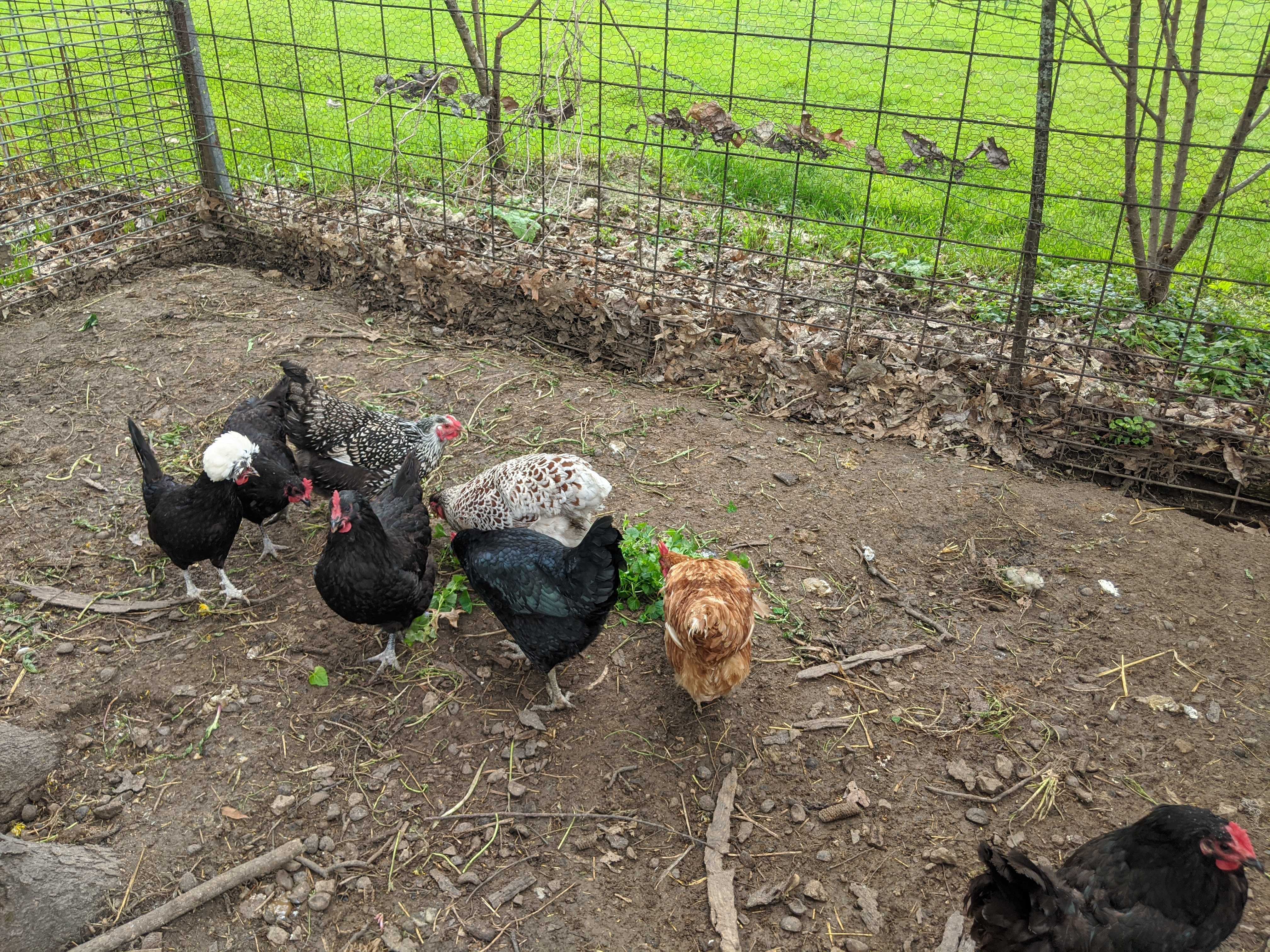 Poor forage quality in chicken run