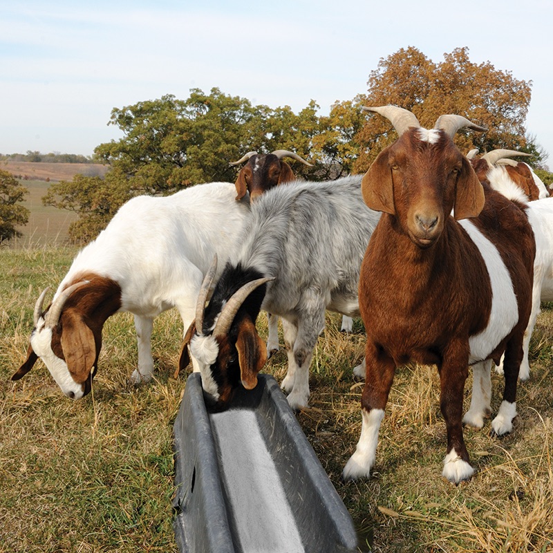 PortaTroughs™ — Durable feeders for sheep and goats