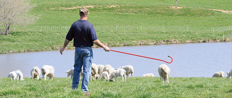 Shepherd Herding Sheep with RedCote Crook
