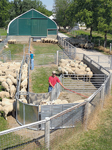 Why all sheep and goat producers need a handling system...