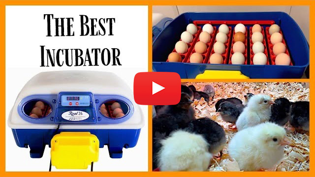The Best Incubator - Borotto® Real 24