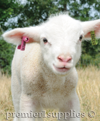 Lamb with ear tag