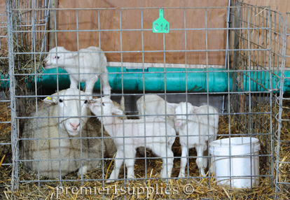 Lamb with ear tags