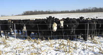 Cattle in field in winter