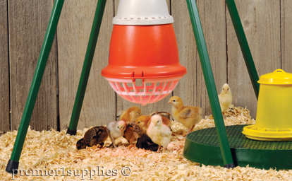 Chicks with heat lamp