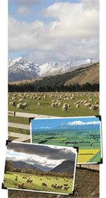 sheep tour