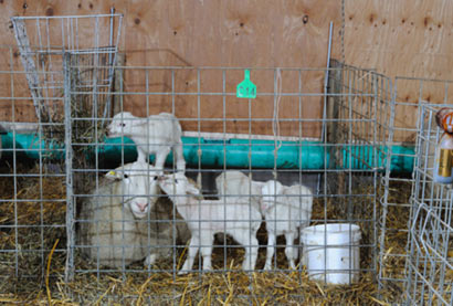 New Lamb System