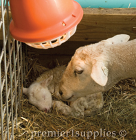 Lambs in a shed