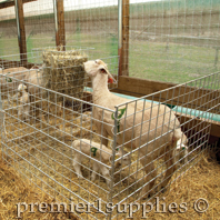 A typical lambing jug at Premier