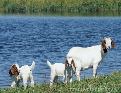 Goats by a lake
