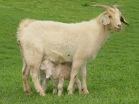 Goat Doe Twins