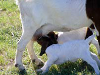 Goats Nursing