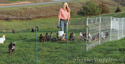 Feeding Poultry in Poultry Fences