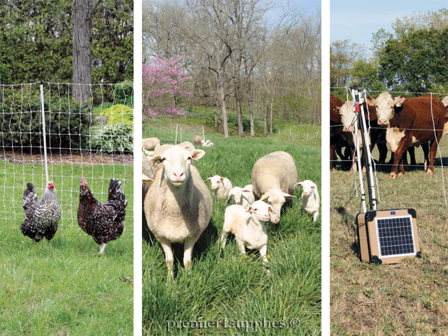 Chickens, Sheep Industry, Energizers