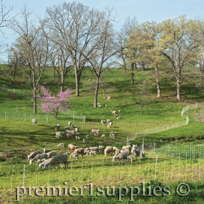 Sheep Netting