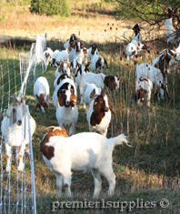 Fences for Goats