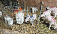 Food and Water Buckets