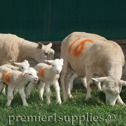 Lamb Management