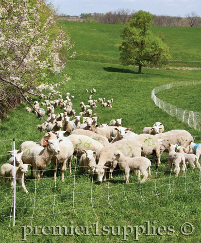 Sheep Fencing