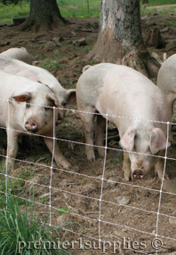 Pigs tilling the soil behind pig quickfence