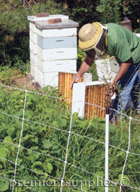 Beehive Protection