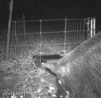 Photo taken with a trail camera