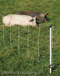 Pasture pigs fenced in by QuikFence
