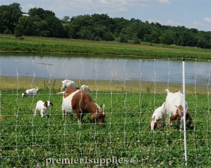 Kidding with dairy and meat goats