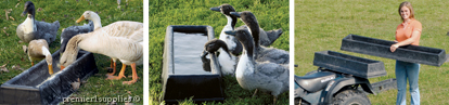 Ducks and Geese drinking out of troughs