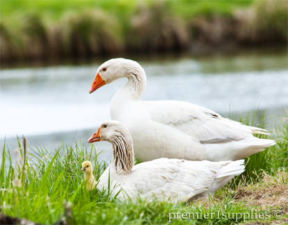 Duck at a pond