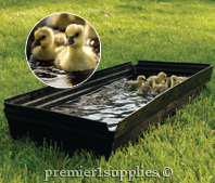 Ducks using Premier SureFoot Foot Bath