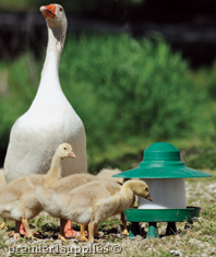 Ascot Feeder without grill