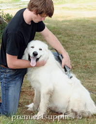 Trimming Ranch Dogs