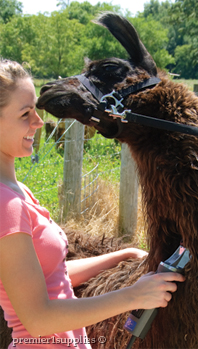 Trimming llama