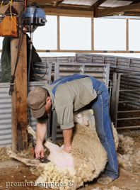 Trimming a Sheep