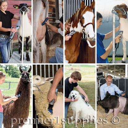 Shearing all animals