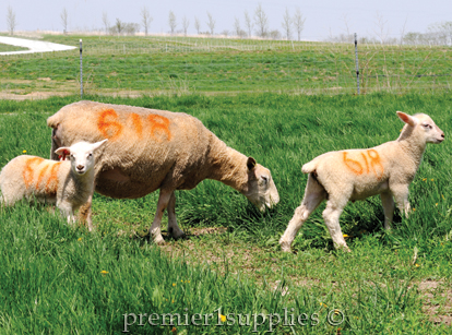 ewes and lambs with Sprayline for records