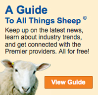 Guide To All Things Sheep