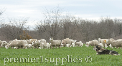 Sheep Fencing