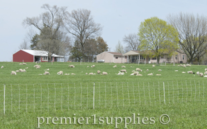 Lamb Management
