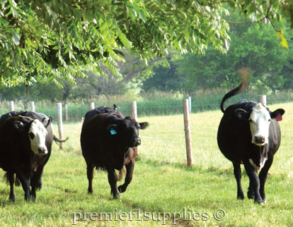 Cattle in Field