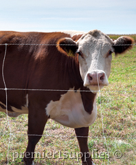 Cattle Fence