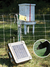 Protecting beehives from bears