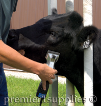 Trimming cattle head