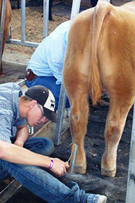 Trimming cattle