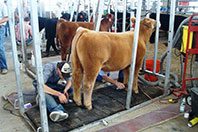 Trimming cattle