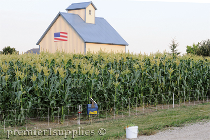 Save the corn