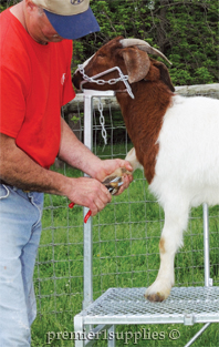 Foot care of goats