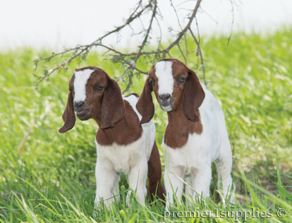 Goats in a field