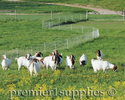 Goats in a field